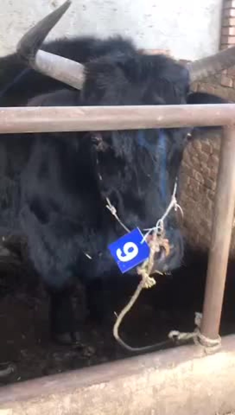 甘肃西门塔尔