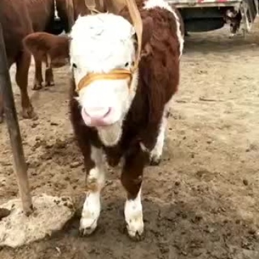 甘肃西门塔尔