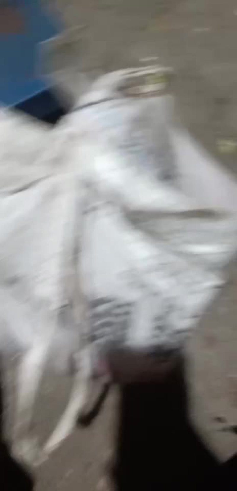 草珊瑚