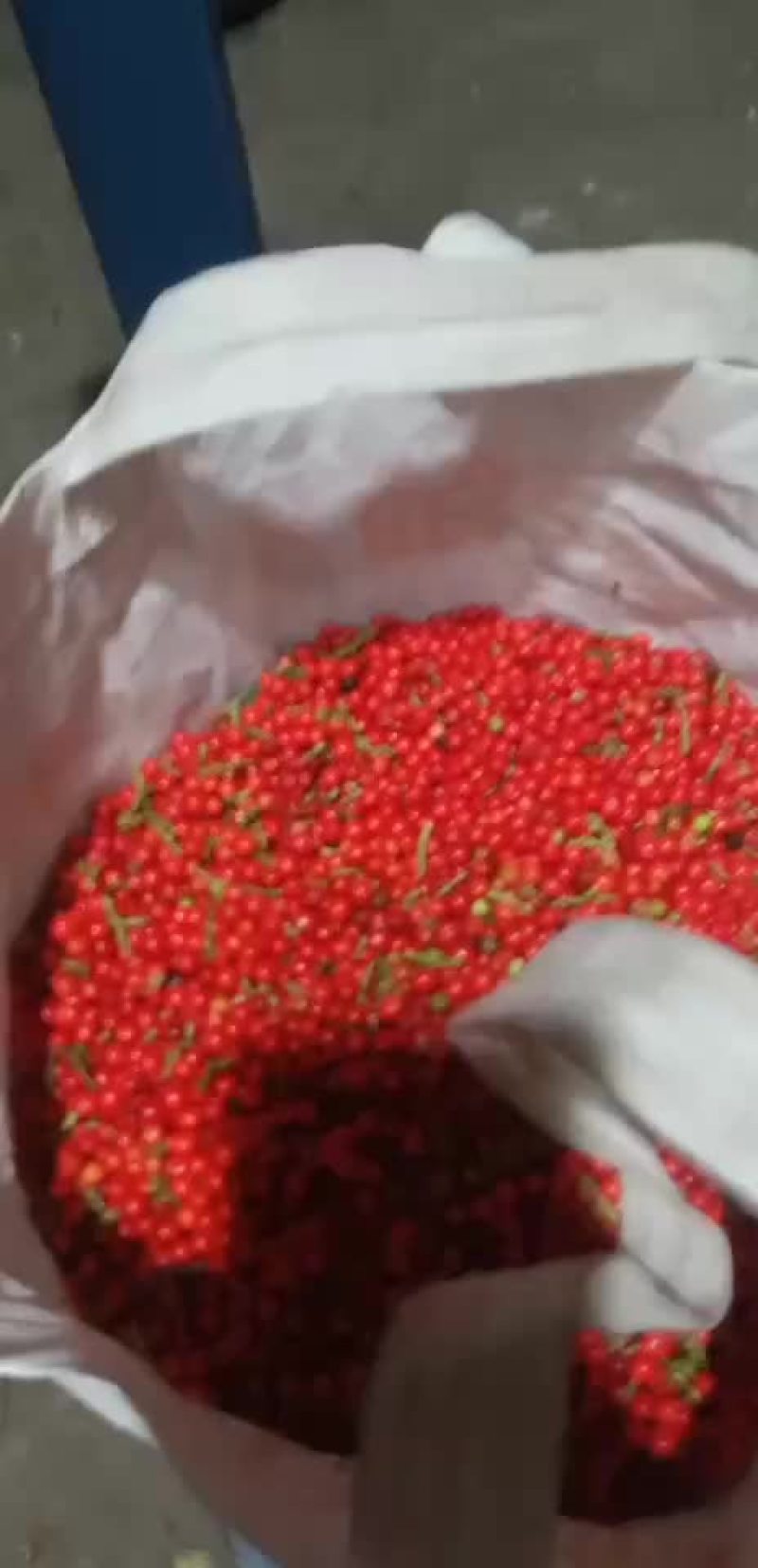 草珊瑚
