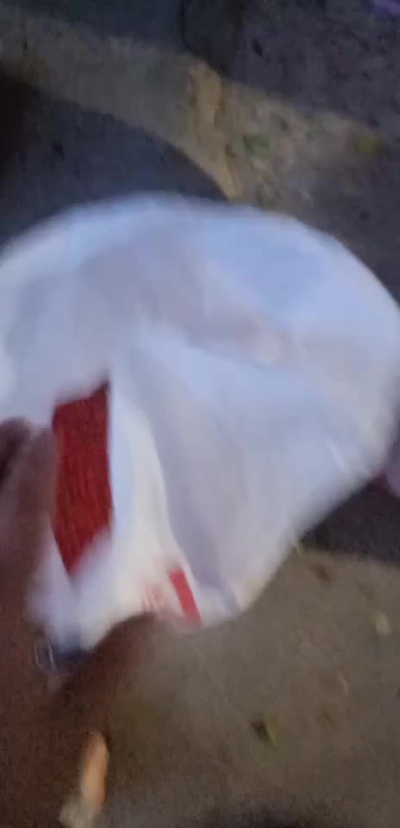 草珊瑚