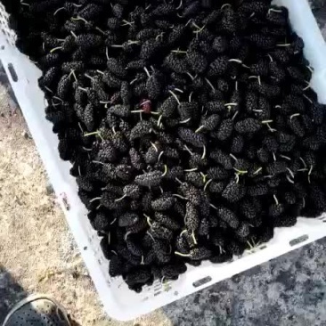 桑葚