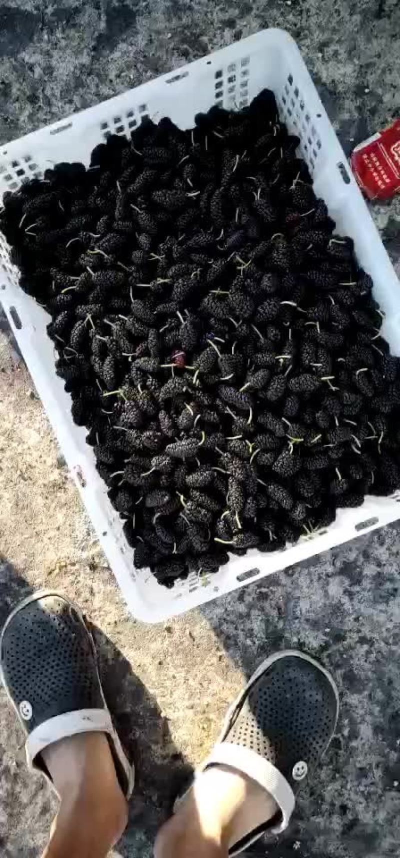 桑葚