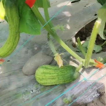 头排