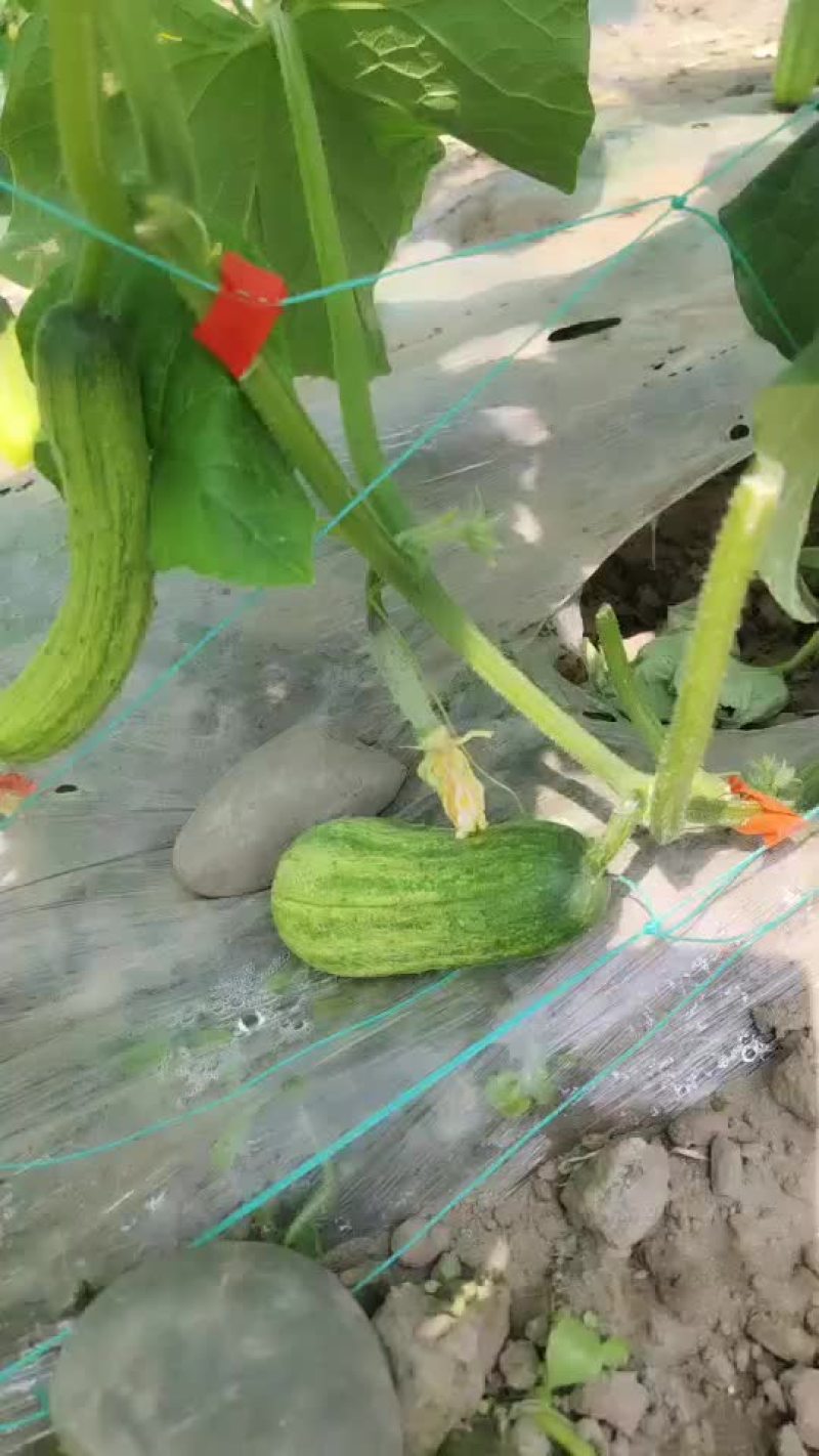 头排