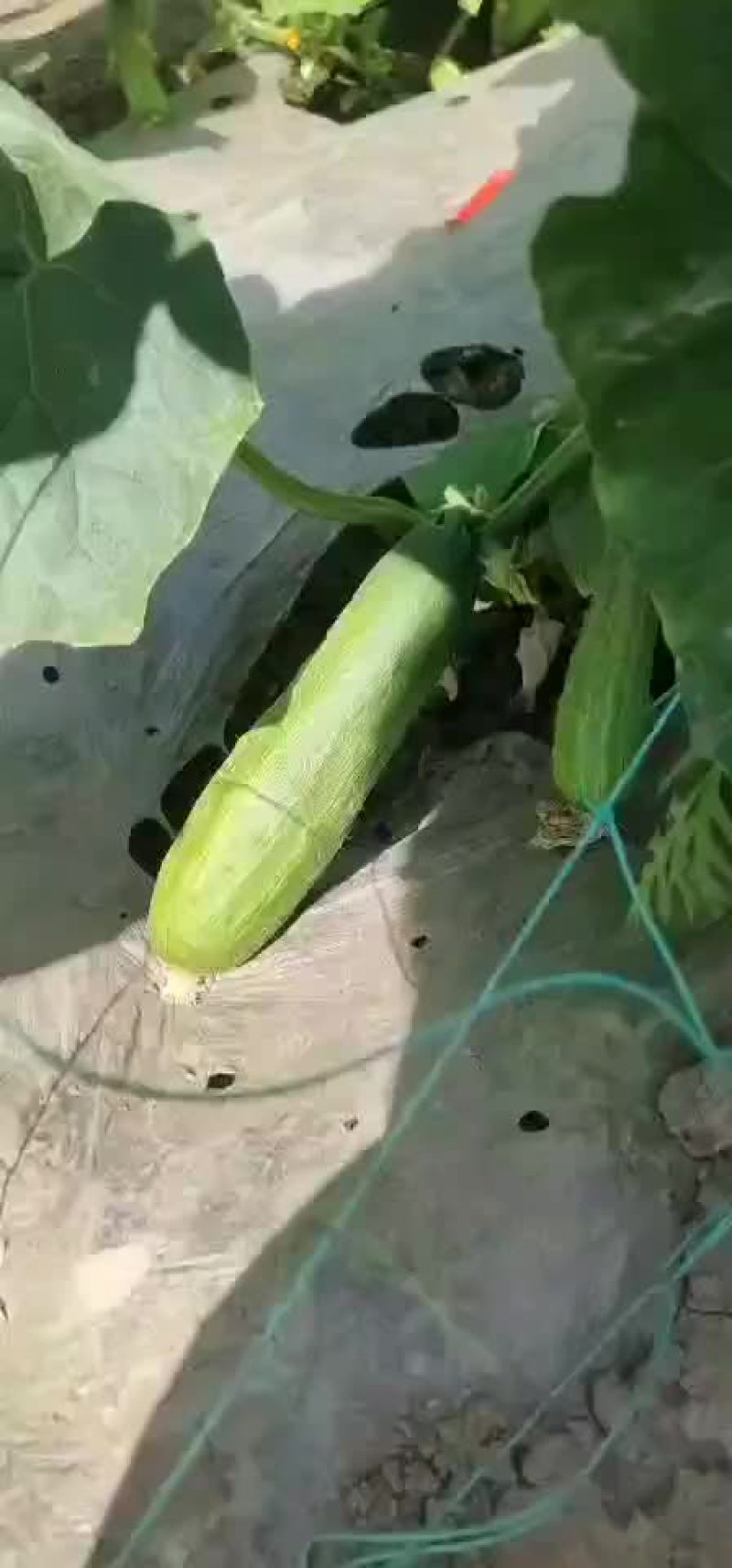 头排