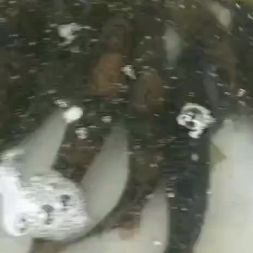 斑鳜，老虎桂，桂鱼，鳜鱼