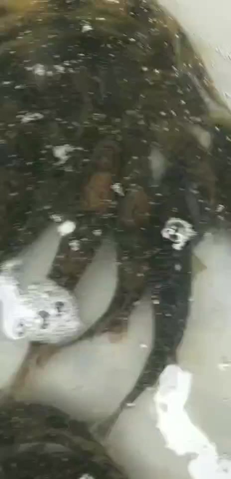 斑鳜，老虎桂，桂鱼，鳜鱼