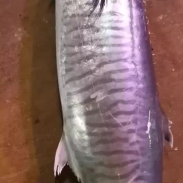 马鲛鱼