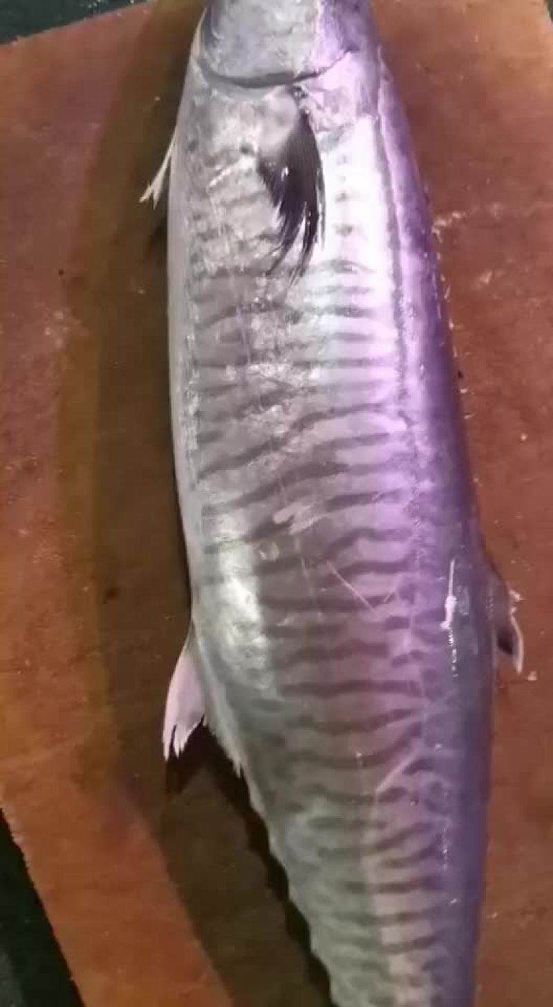 马鲛鱼