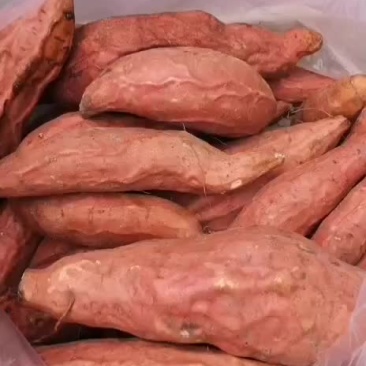 烟薯
