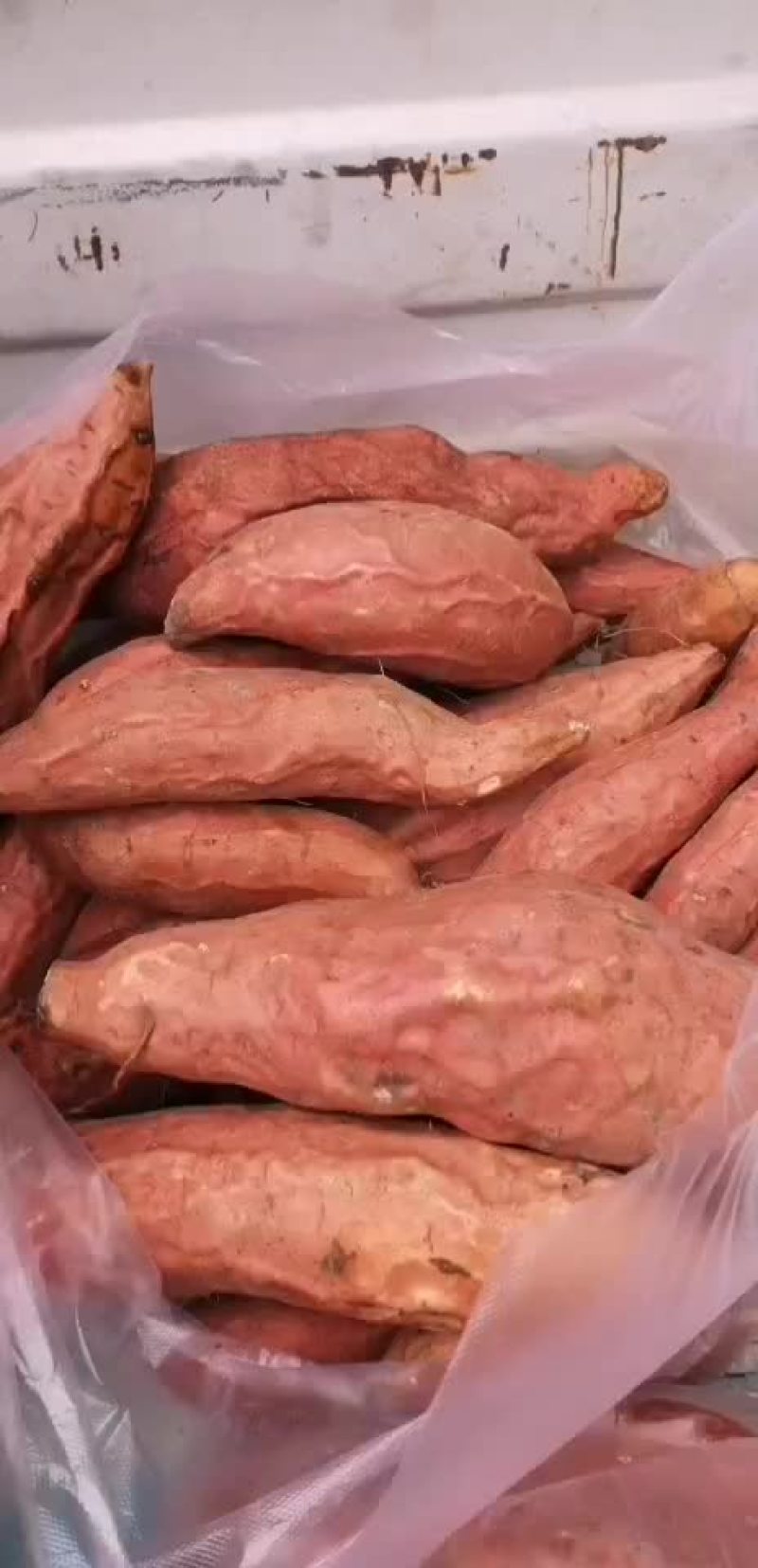 烟薯