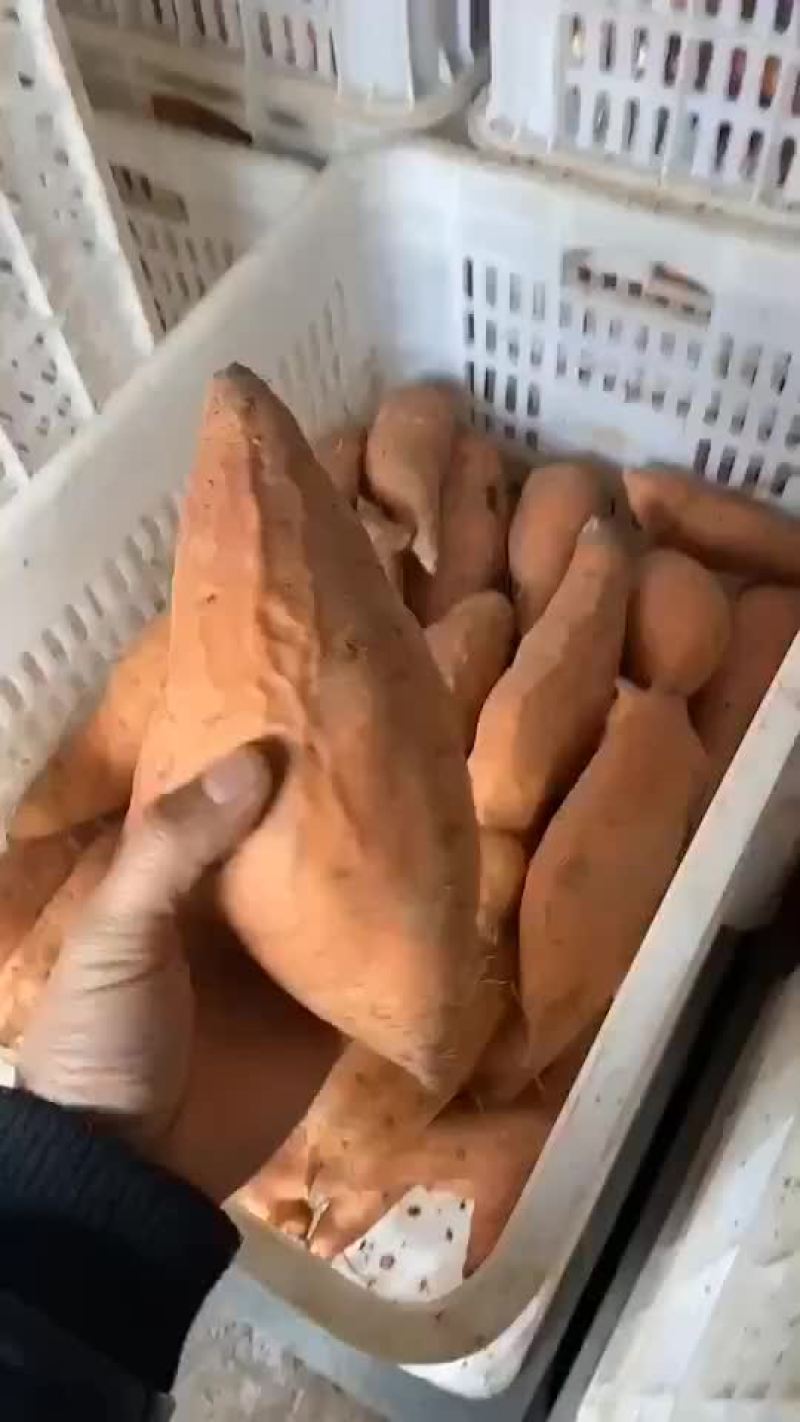 烟薯