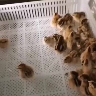 灵山土鸡苗