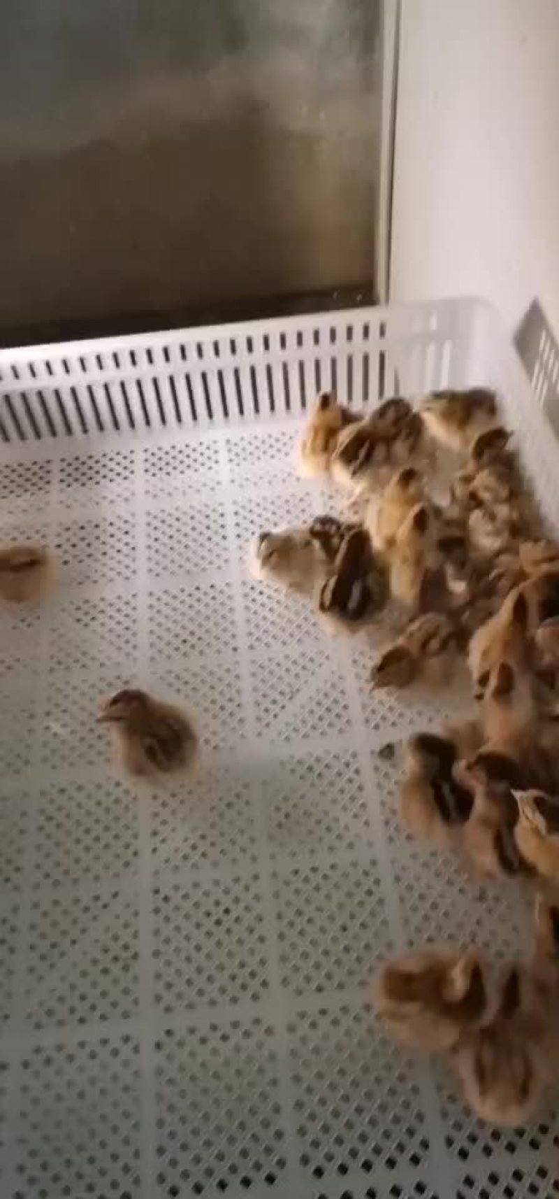 灵山土鸡苗