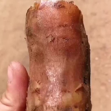 脱毒原原种哈蜜红薯苗