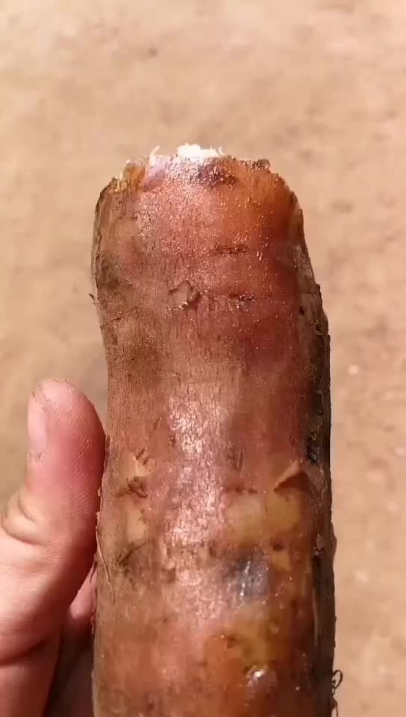 脱毒原原种哈蜜红薯苗