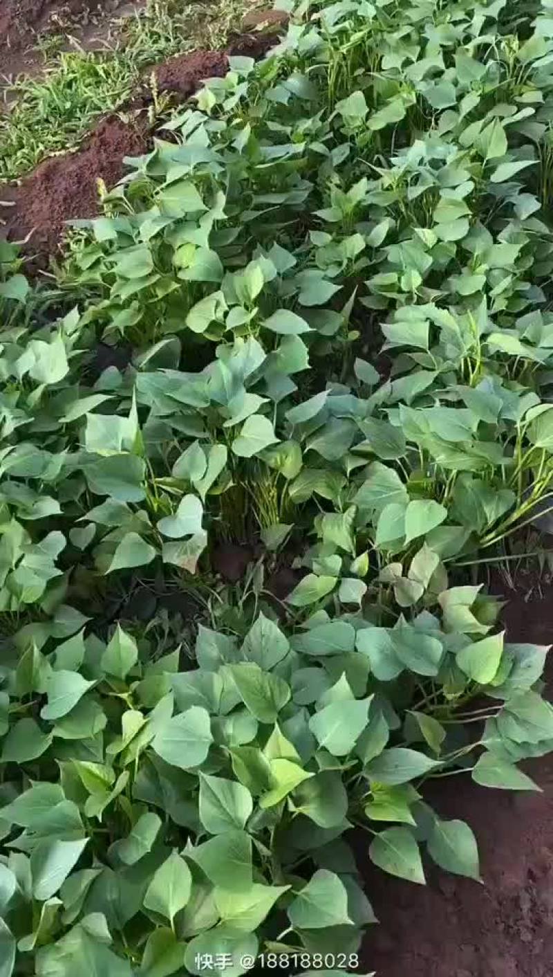 脱毒原原种哈蜜红薯苗
