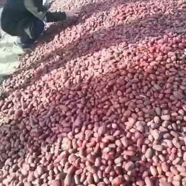 喂羊大枣