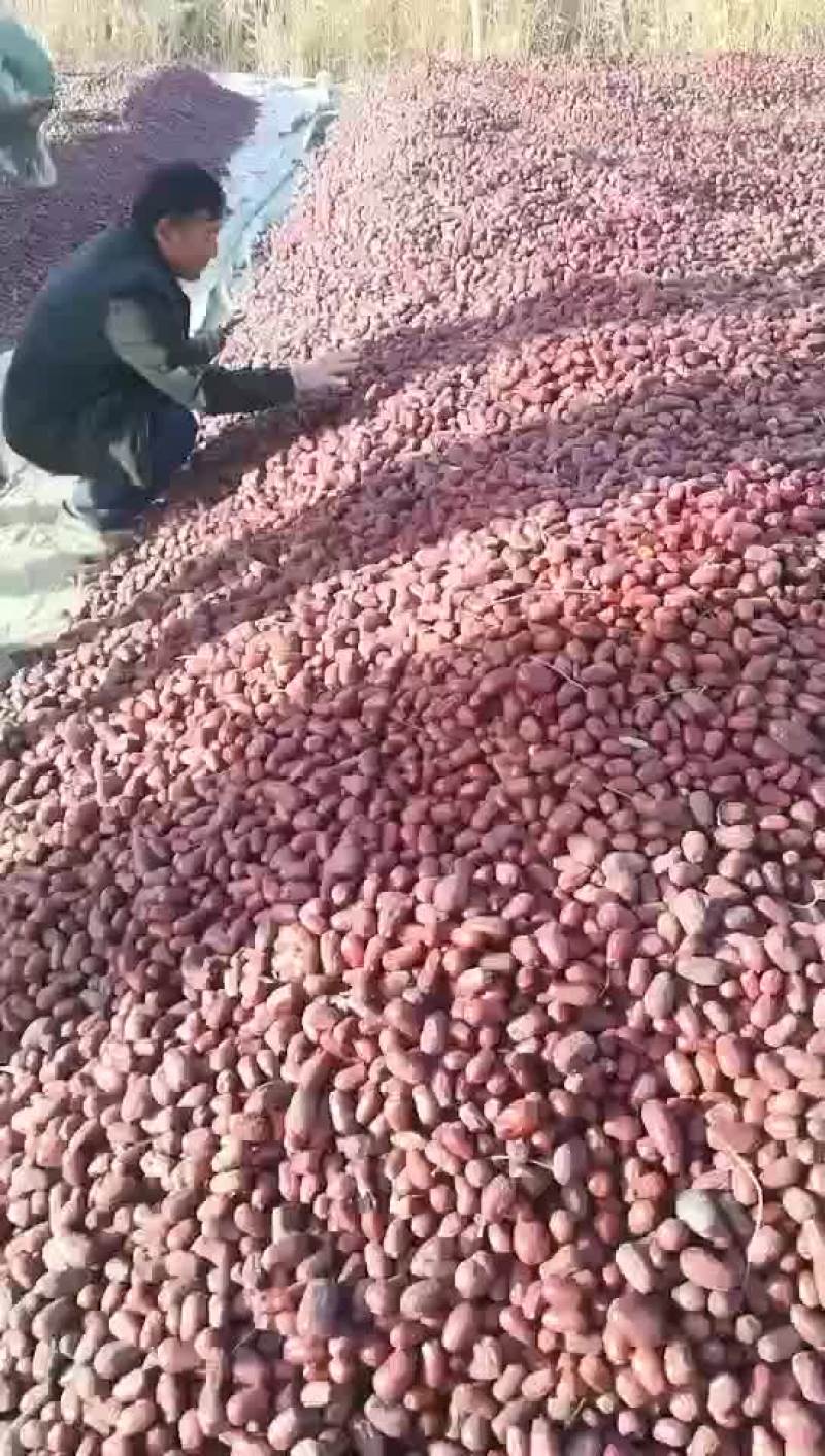喂羊大枣