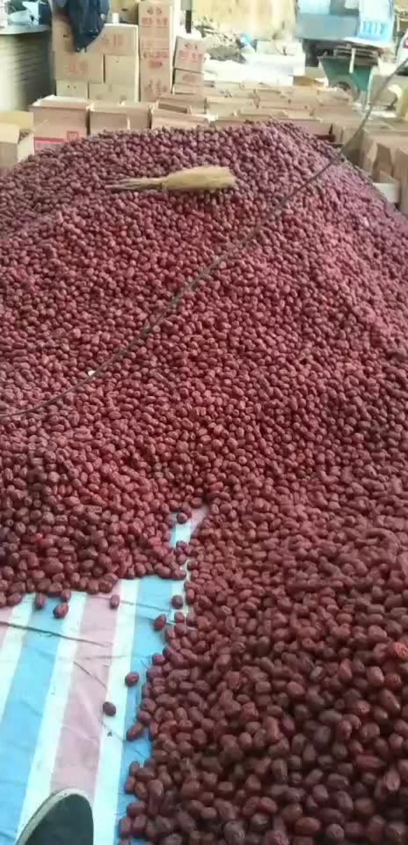 喂羊大枣