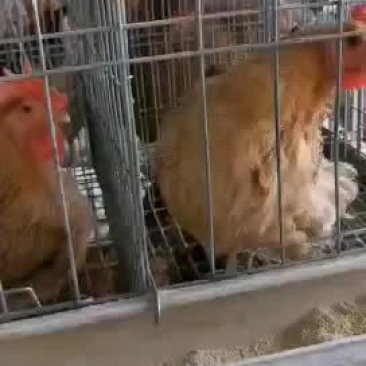 灵山土鸡老鸡