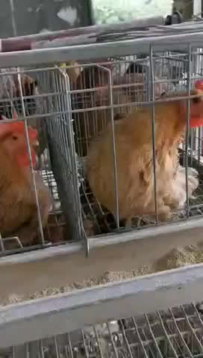 灵山土鸡老鸡
