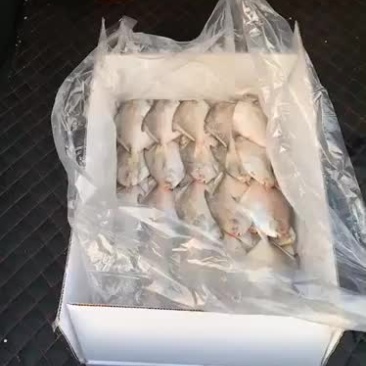 小鲳鱼
