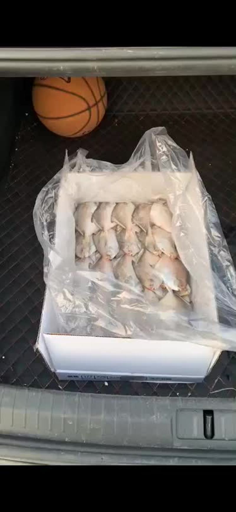 小鲳鱼