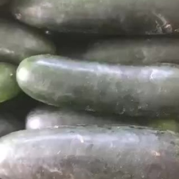 黑皮冬瓜