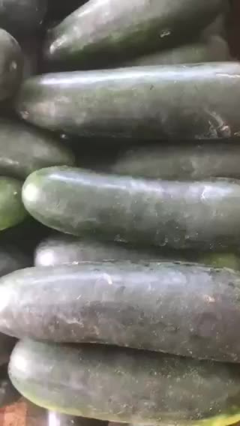黑皮冬瓜