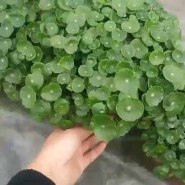 观花植物