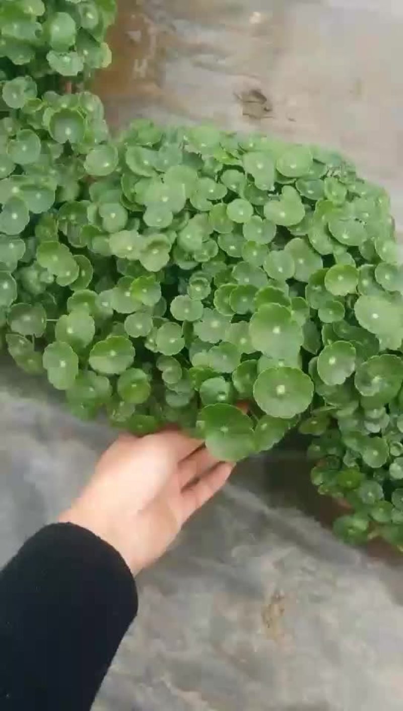 观花植物