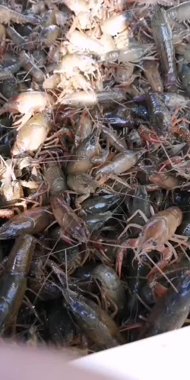 虾苗