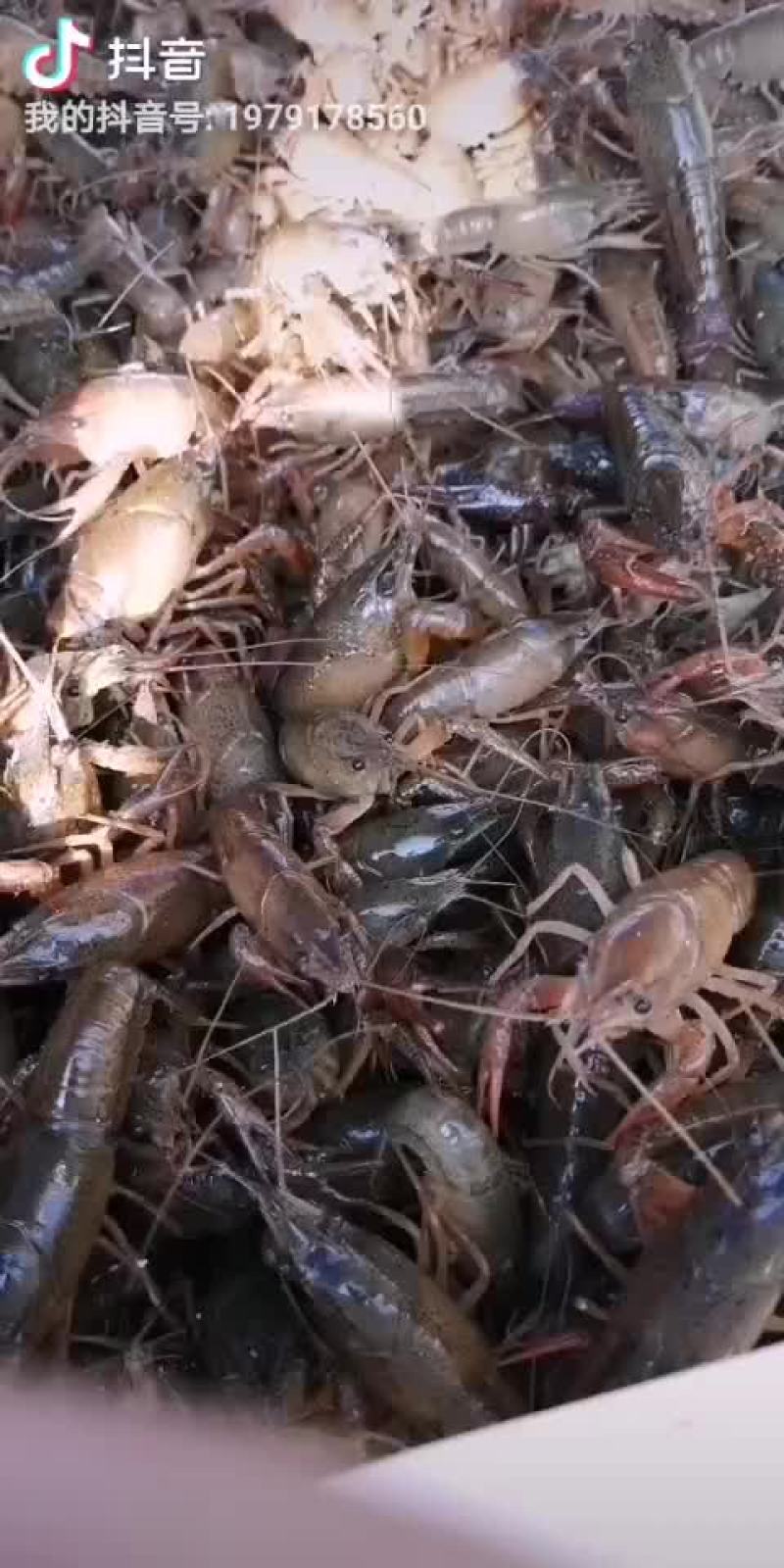 虾苗
