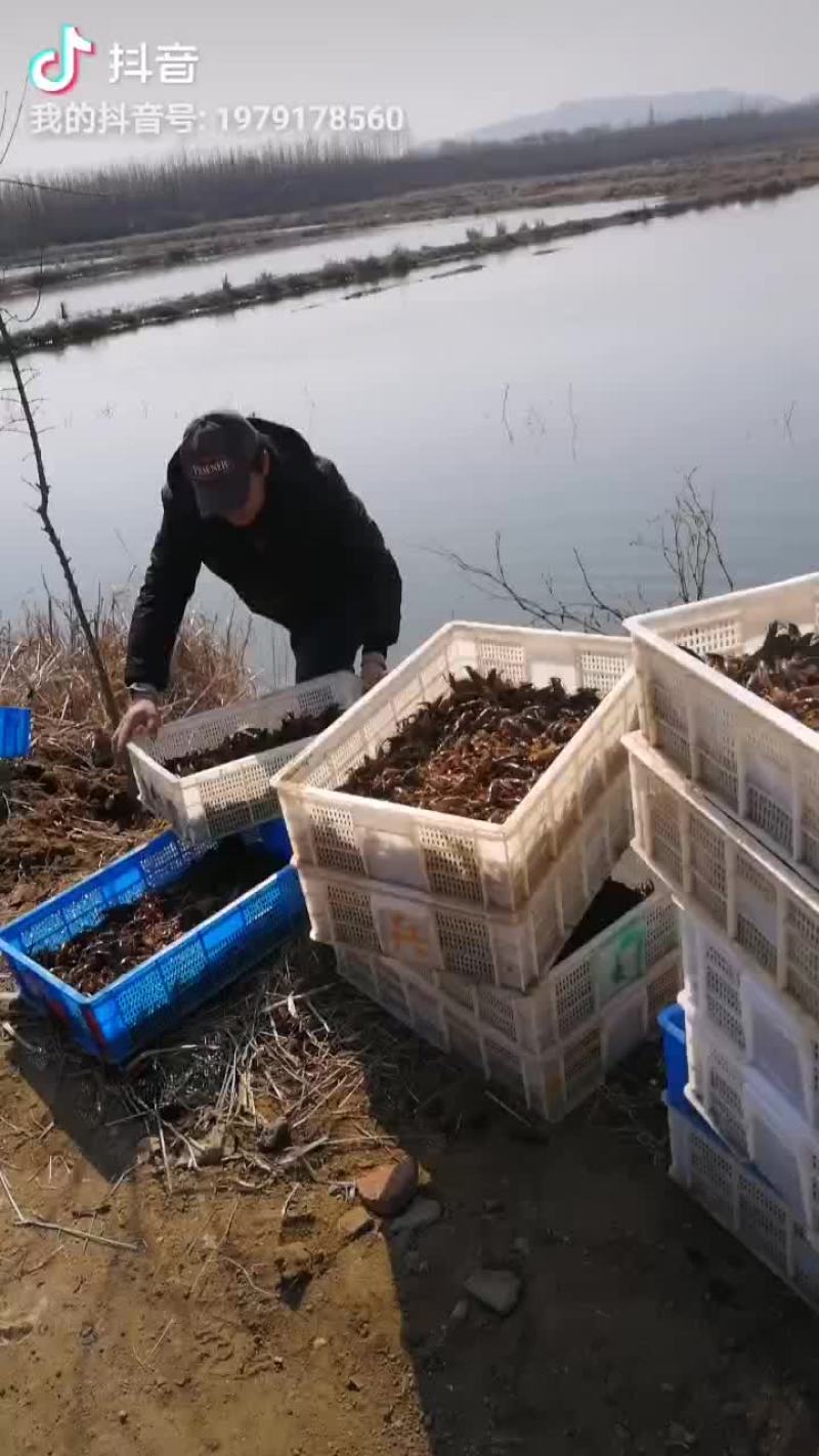 虾苗