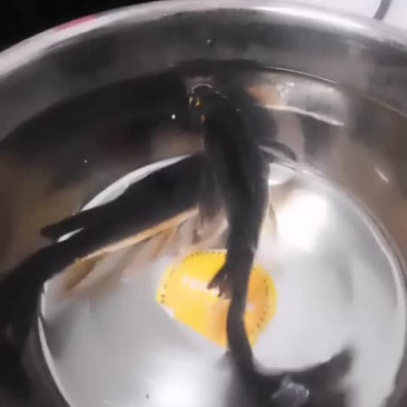 乌鲤鱼
