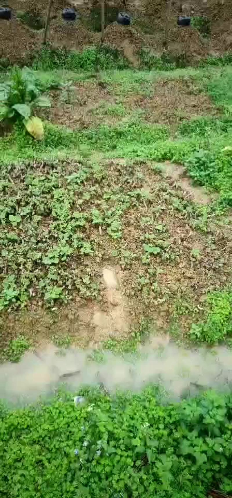 粉葛种苗