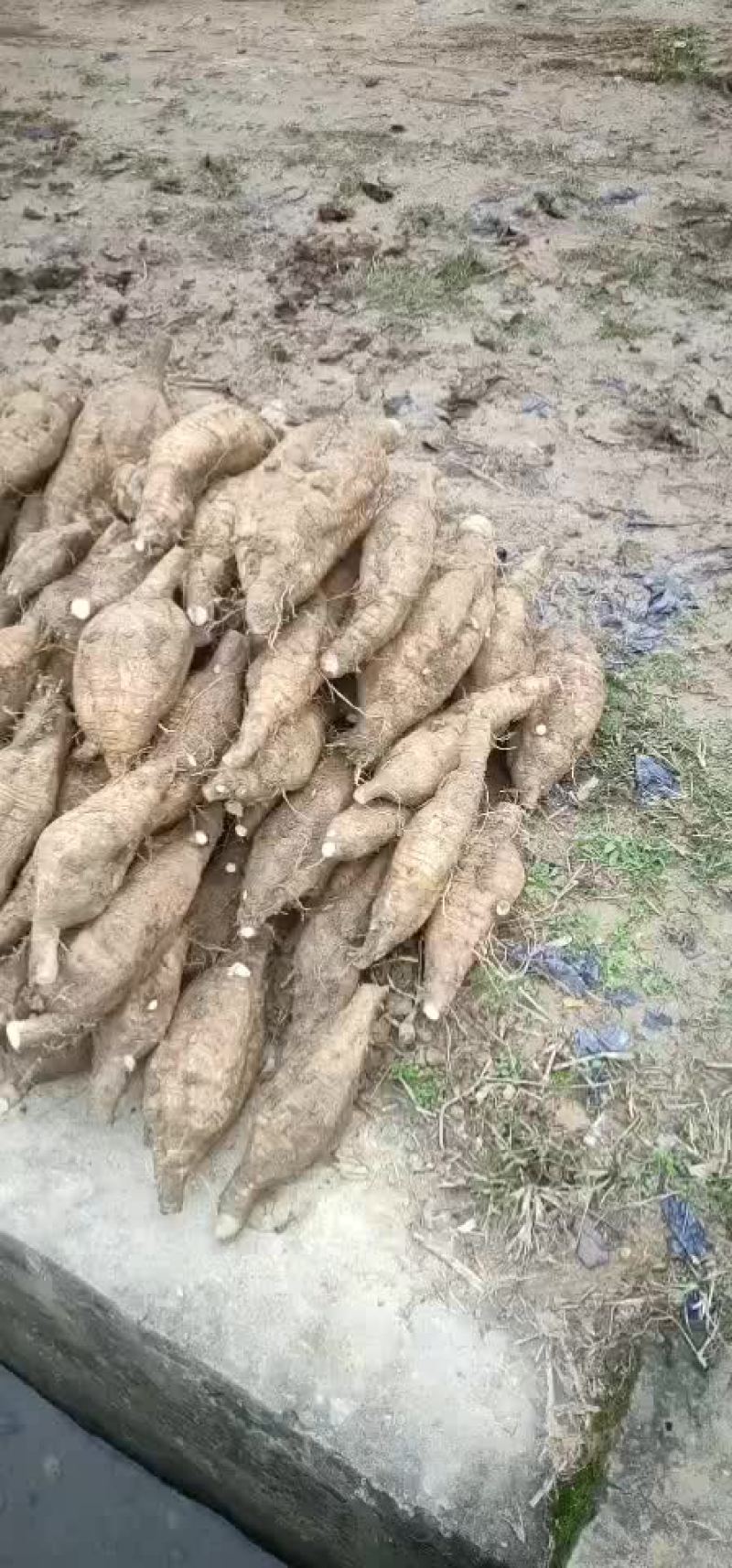 粉葛种苗