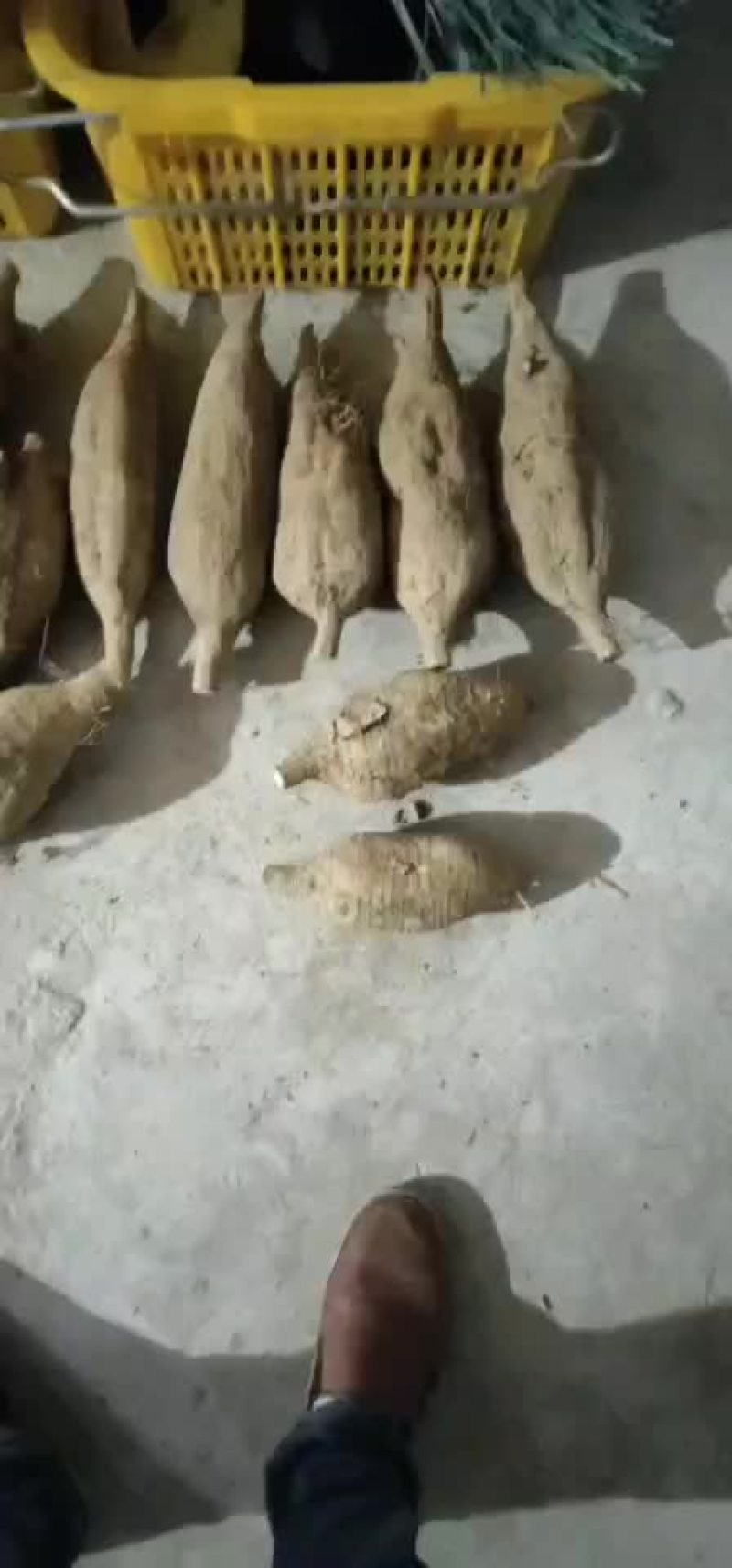 粉葛