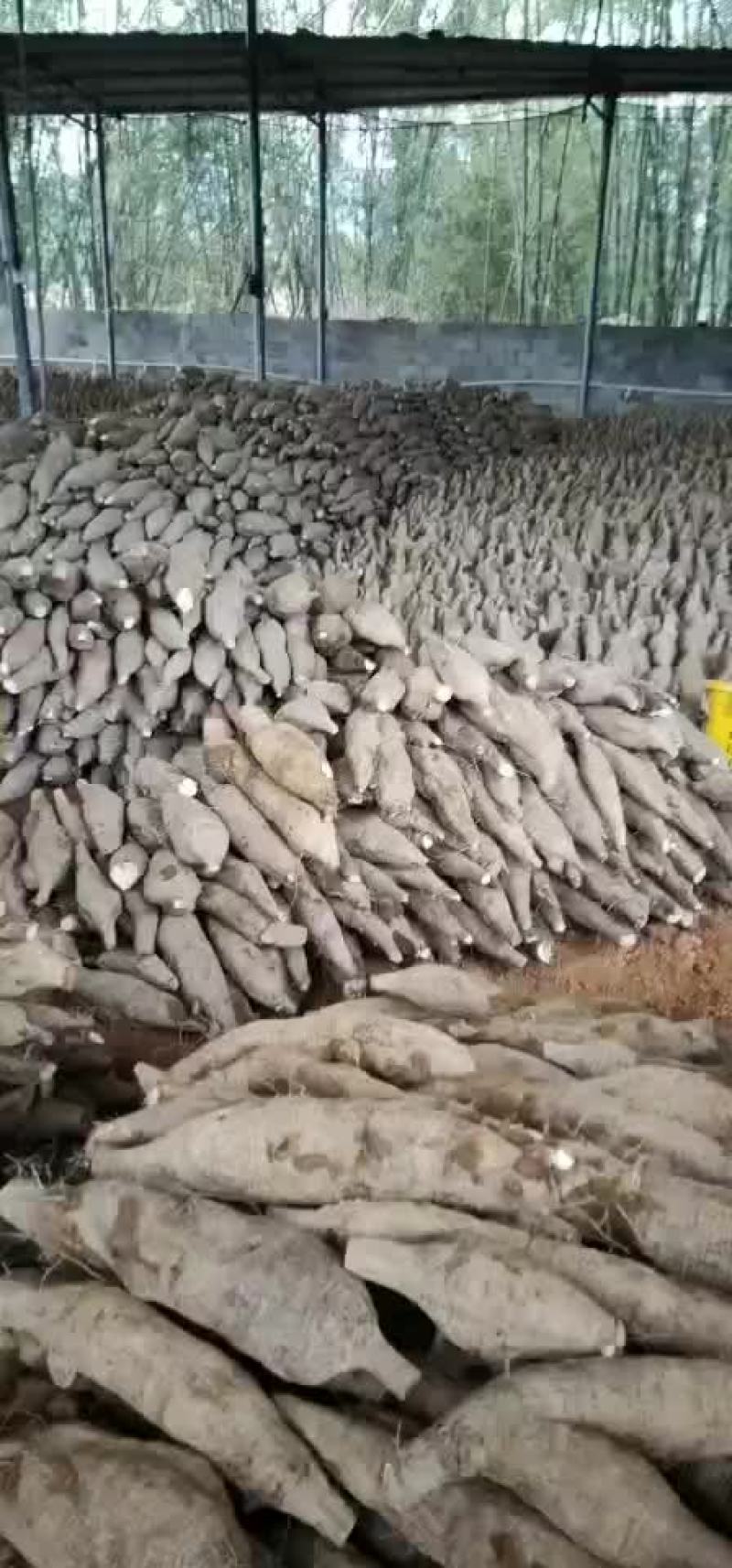 粉葛