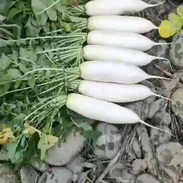 白萝卜