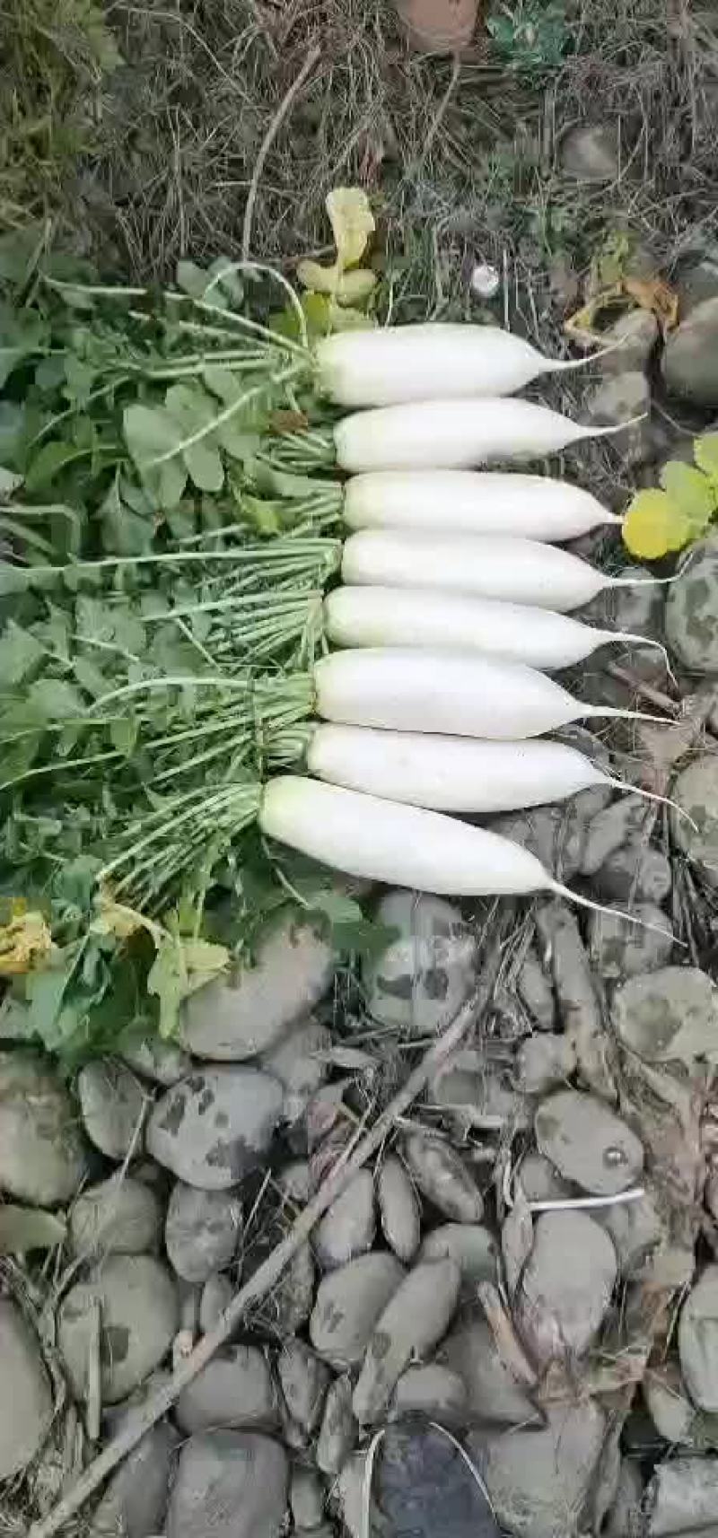 白萝卜