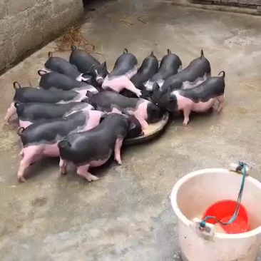长期出售陆川小花猪公