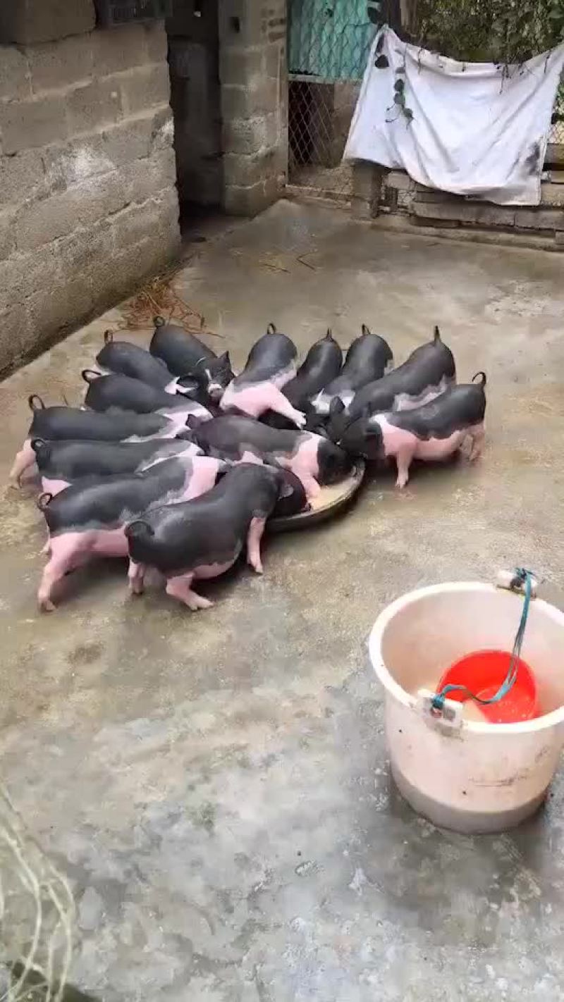 长期出售陆川小花猪公