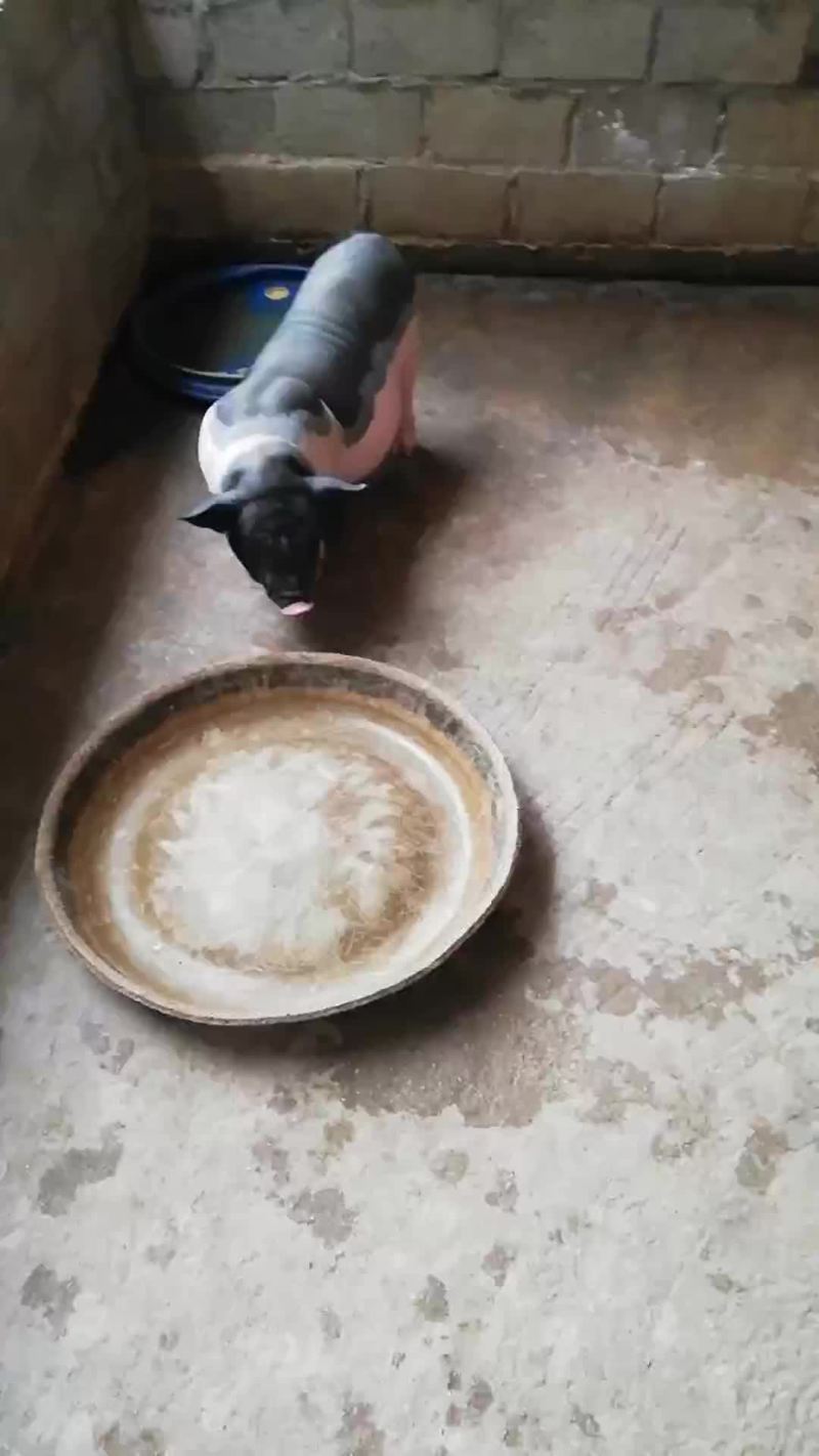长期出售陆川小花猪公