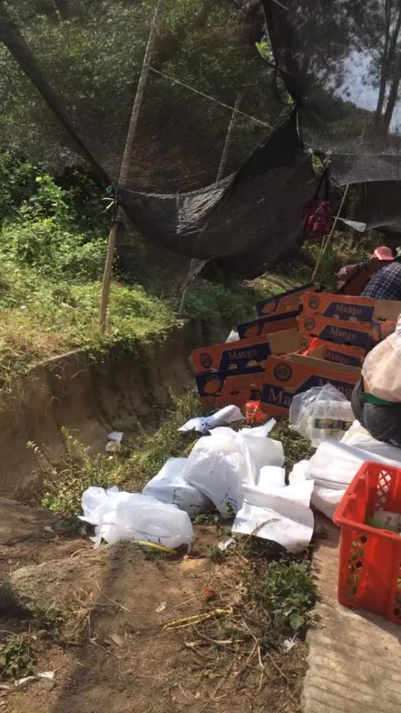 小台芒