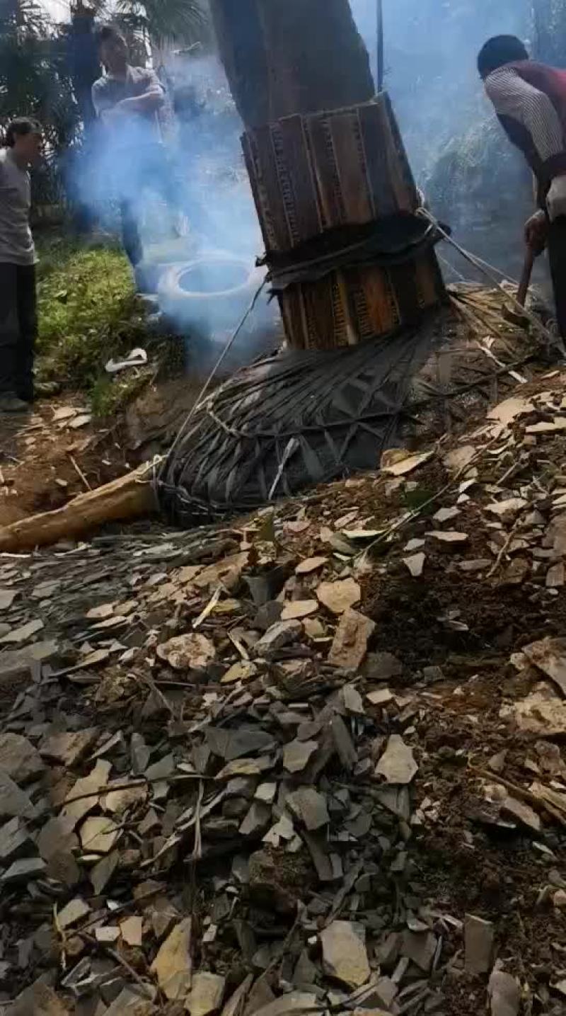 皂角树
