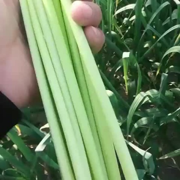 红帽蒜苔大量上市中！！！！