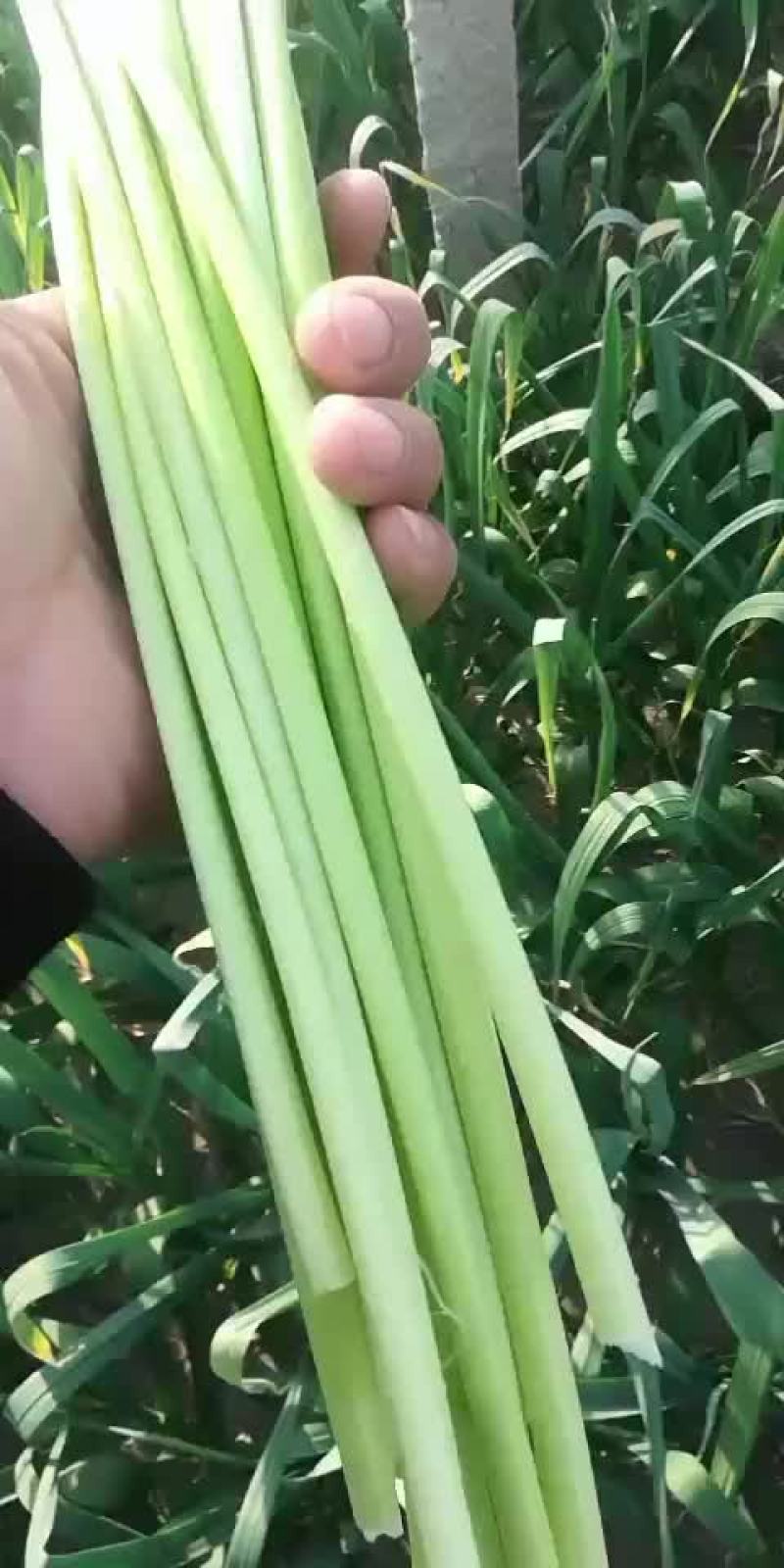 红帽蒜苔大量上市中！！！！